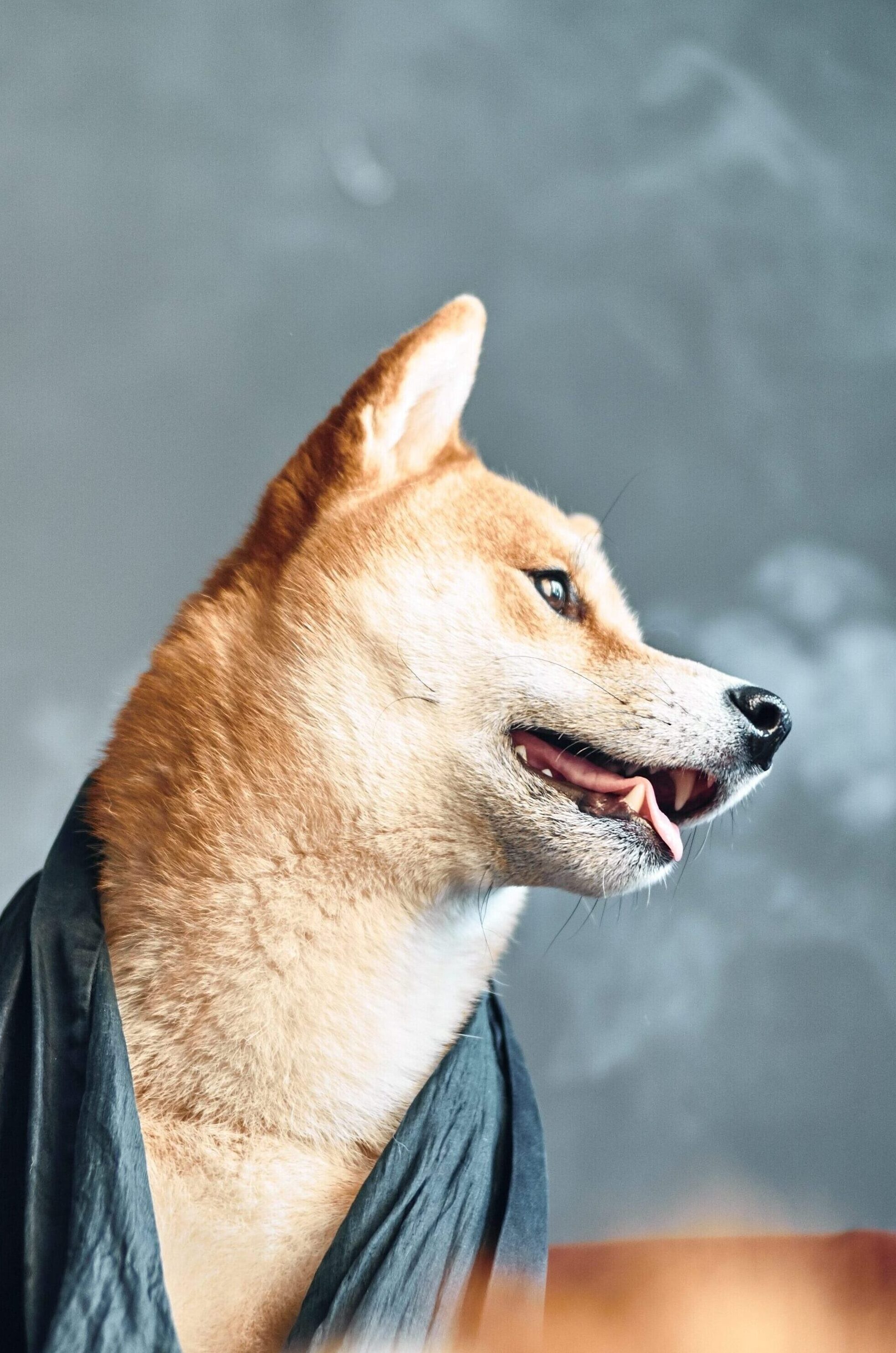 shiba-inu-dog-in-the-smoke-sitting-on-a-chair-in-a-2022-03-01-10-18-20-utc